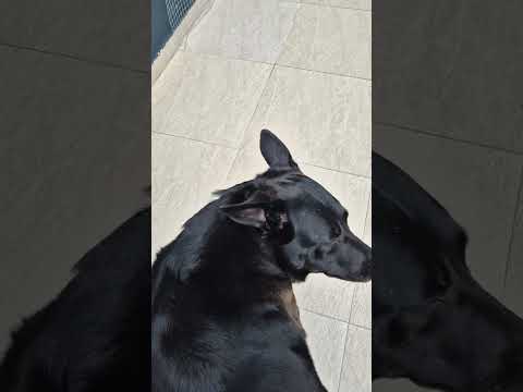 Vídeo de Maya
