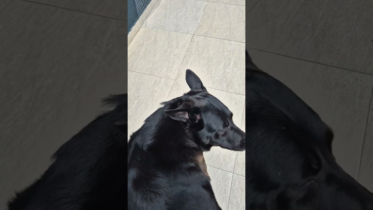 Cachorro raça Pastor Alemão idade 3 anos nome Maya