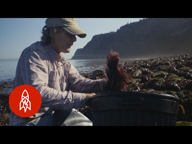 Видео Произношение dulse в Английский