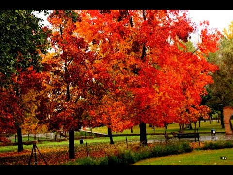 069 2016 11 20 El Bordón Ruta solidaria Unicef