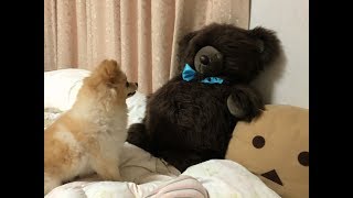 まめっまめっ のライブ ストリーム