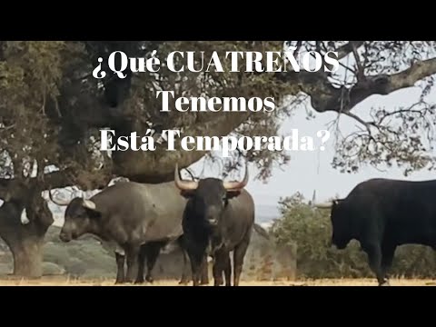 ¿Qué CUATREÑOS hay esta TEMPORADA?