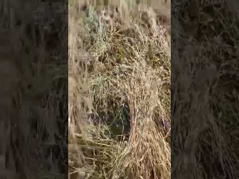 Համագյուղացիները քաղել են ու որպես անասնակեր օգտագործել համագյուղացու հացահատիկի բերքը