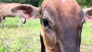 Download lagu Melihat sapi makan rumput - suara sapi makan - video sapi makan rumput bersama mp3