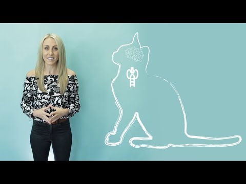 How do cats purr? Vet explains!