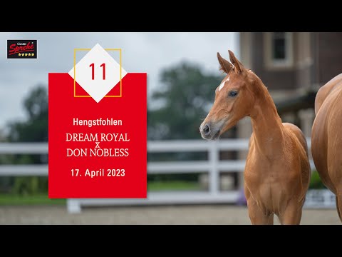 11 Hengst v. Dream Royal - Don Nobless