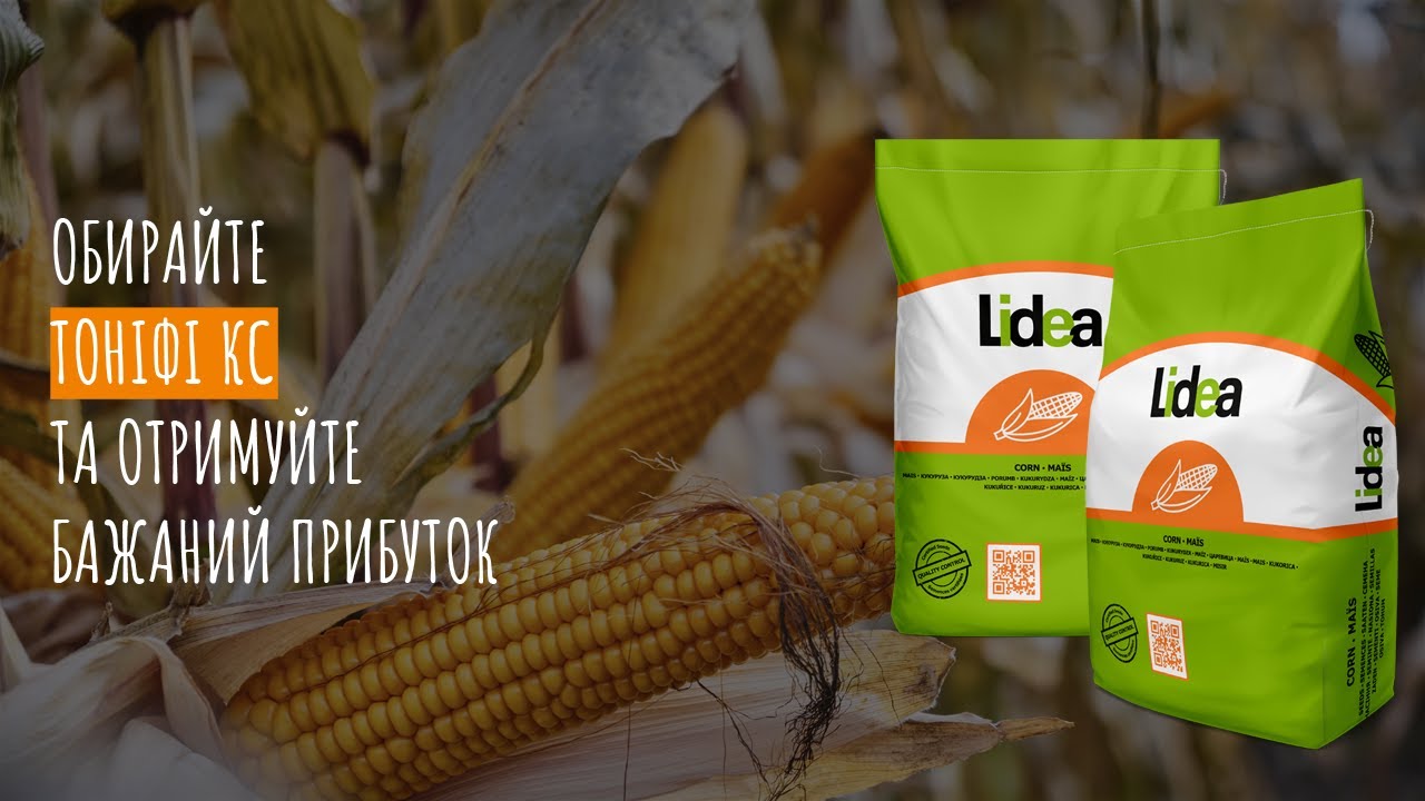 Насіння кукурудзи Тоніфі КС — зерновий гібрид ФАО 260 для круп’яного напряму (Лісостеп, Полісся)