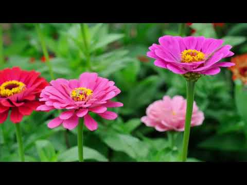 What’s Blooming #62