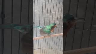 Download lagu pancingan burung kowul/Kolibri Muncang gacor jinak #kicaumania mp3 Download lagu pancingan burung kowul/Kolibri Muncang gacor jinak #kicaumania mp3