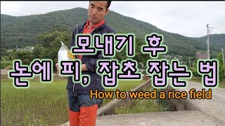 논에 피, 잡초 잡는 방법 How to weed a rice field
