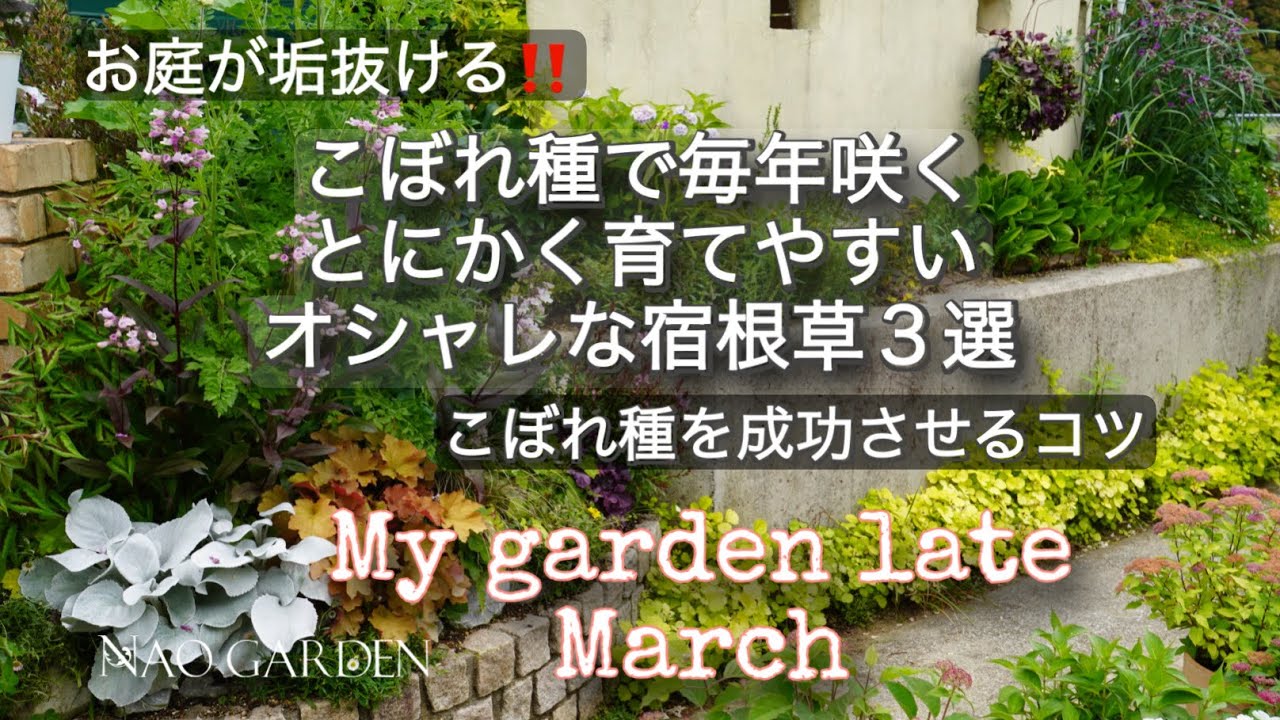 【コスパ最高の庭作り】ぜひ、今植えてほしい！オシャレで簡単に育つこぼれ種が出る宿根草３種🌸こぼれ種を成功させるコツ｜私の小さな庭3月終わり🌱宿根草の芽吹きMy garden late March