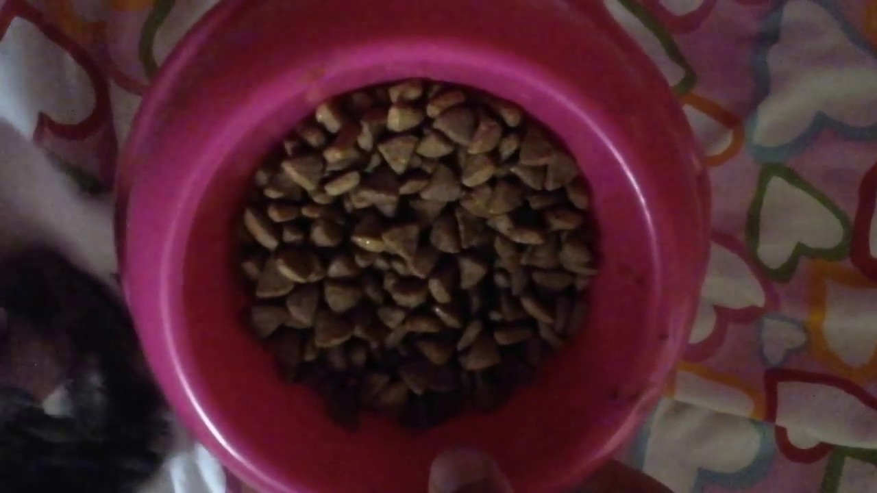 Tester #2 - Purina ONE : sucha karma