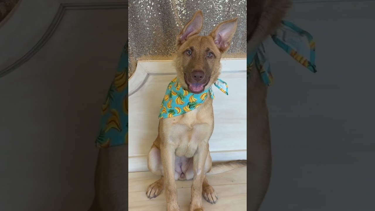 Gwen, a ADOPTABLE German Shepherd Dog in Phoenix, AZ video 1/6