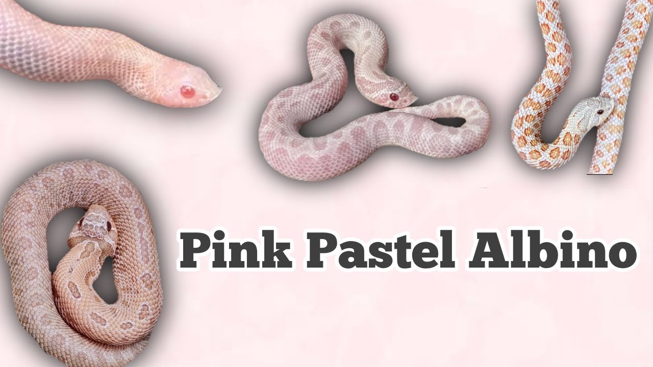 Pink Pastel Albino (PPA) Morph Combinations in Hognose Snakes