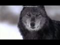 Black wolf - волчья доля 