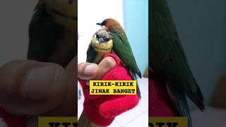 Download lagu kirik kirik senja jinak bahan ff #shorts #birds #kirikkiriksenja mp3 Download lagu kirik kirik senja jinak bahan ff #shorts #birds #kirikkiriksenja mp3