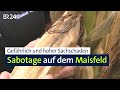 Metallteile Im Maisfeld Für Die Landwirtin Ist Das Eine Katastrophe Abendschau BR24