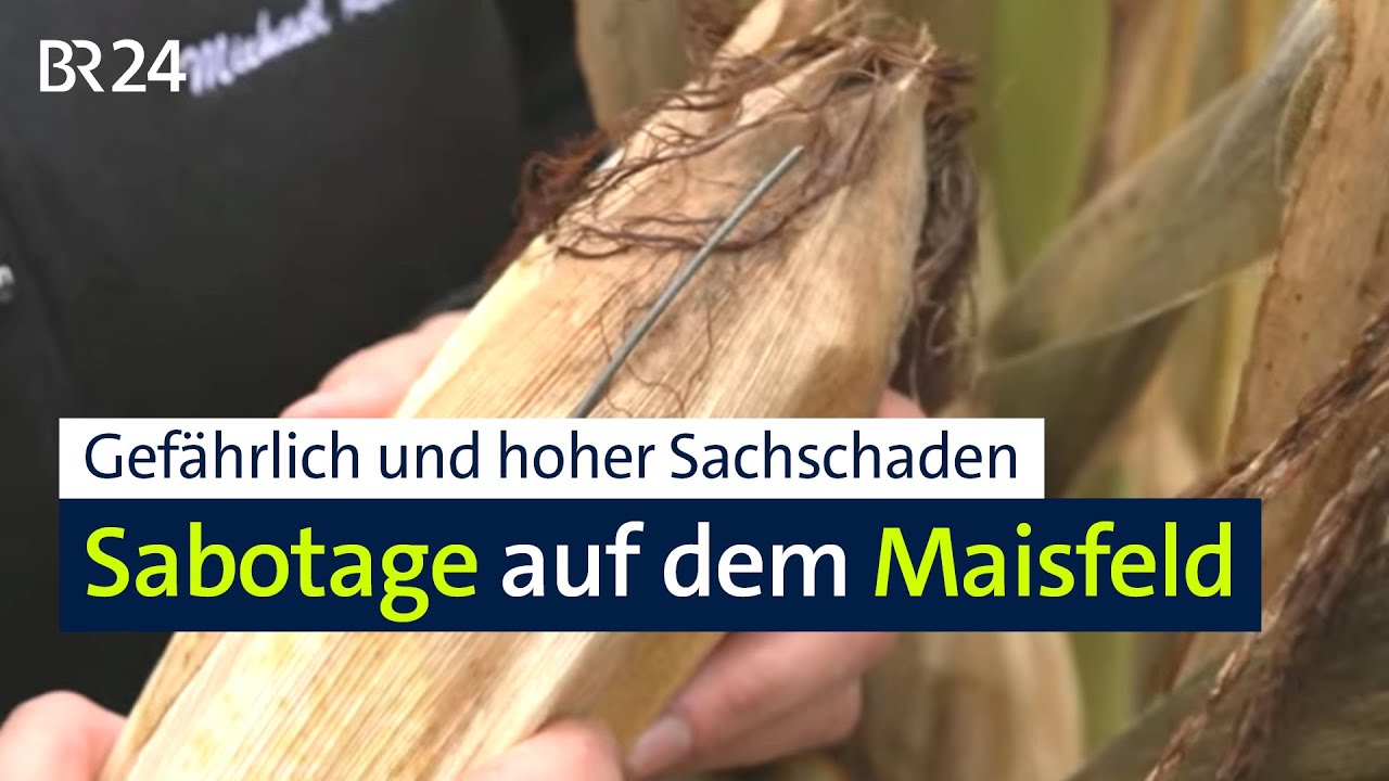 Metallteile im Maisfeld: Für die Landwirtin ist das eine Katastrophe | Abendschau | BR24