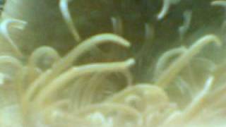 Clarkii with Long Tentacle Anemone Clark Clown Fish and LTA