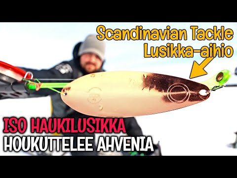 HAUKILUSIKKA AHVENPILKKINÄ - AHVEN HUONOLLA SYÖNNILLÄ, MUTTA KOITETAAN SAADA NE NAPPAAMAAN