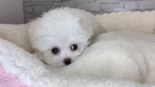 ハーフ犬の動画01