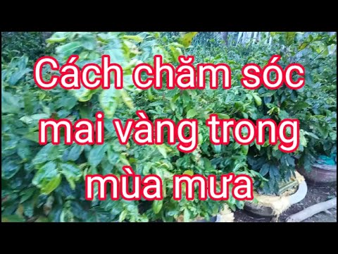 Làm Thế Nào Để Chăm Sóc Cây Mai Vàng Trong Mùa Mưa