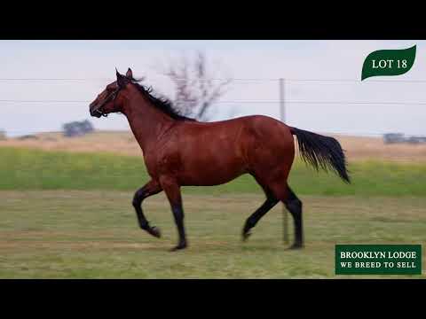 Lot 18 ROLL WITH JOE USA x THE ARCH DUCHESS 2022 Nutrien Equine Yearling Sale Sydney