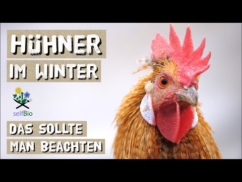 , title : 'Hühner sicher über den Winter bringen - so überwinterst du deine Hühner'