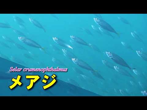 目が大きいメアジ