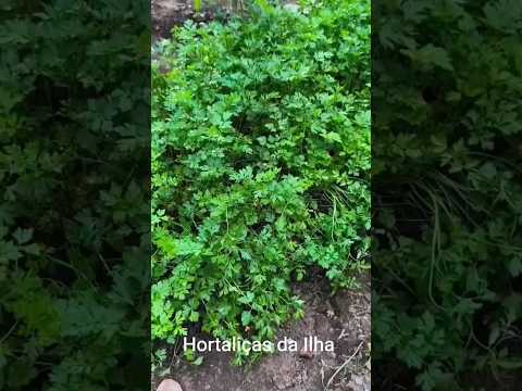 Plantação de Hortaliças na Ilha - Arataca, Bahia.