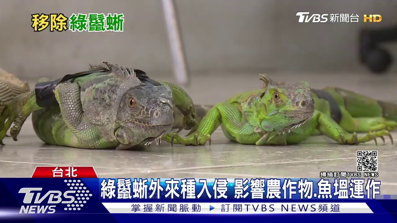 驚死郎這麼多!綠鬣蜥大量繁殖惹民怨 全年移除數破1萬4千隻