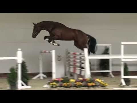 H v Diarado x Balou du Rouet x Campione