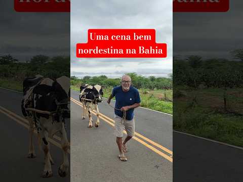 Uma cena bem nordestina no interior da Bahia região de irecê #bahia #interior #nordeste