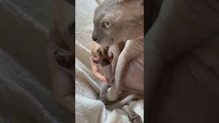 水かきのお手入れをする猫スルタン【スフィンクス】