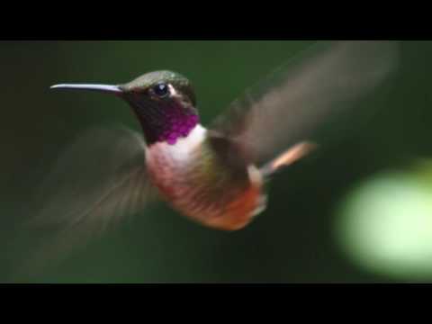 Der Kolibri als Krafttier / Herzfrequenz - Clarissa M. Seite - Autor & Schreibmedium