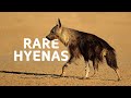 Rare Brown Hyenas The Underdogs Of Namibia Hyena Documentary