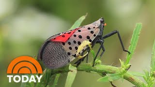 Summer of bugs: Snails, crickets, lantern flies invade towns in US