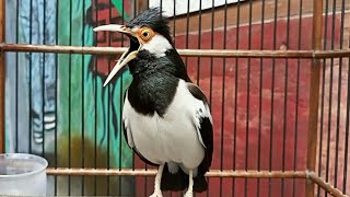 Download lagu Suara Jalak Suren Pancingan EMOSI Full Mompa Variasi Agar Burung Jalak Cepat Gacor Full Isian Mewah mp3 Download lagu Suara Jalak Suren Pancingan EMOSI Full Mompa Variasi Agar Burung Jalak Cepat Gacor Full Isian Mewah mp3