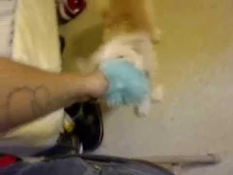 sammy vs the blue slipper