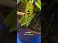 Wasp Vs Venus Flytrap Shorts