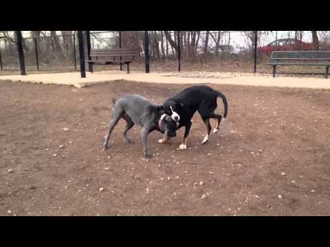 Kiara & Lilo - Greater Swiss Mountain Dog Video
