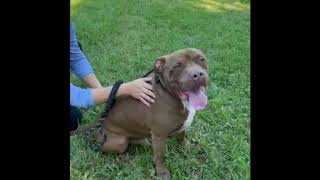 Video preview image #1 American Pit Bull Terrier Puppy For Sale in Weston, FL, USA