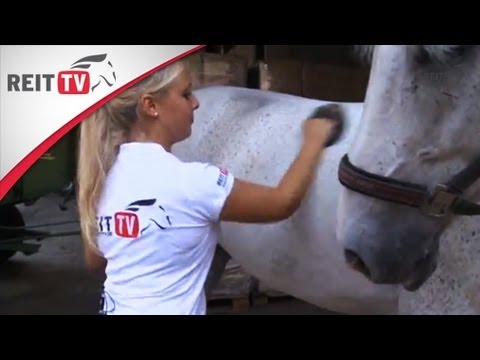 Analyse der Mikroskopie von Prostata-Sekretion invitro Video Krankenschwester Prostatamassage