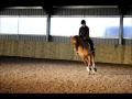 Dan Greenwood Dressage 