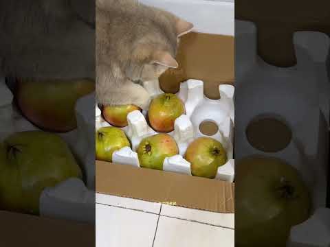 The Treasure-Hunting Cat 😍