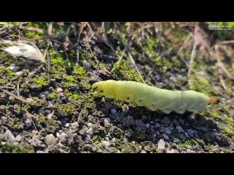 Gosenica metulja slakov veščec (Agrius convolvuli)