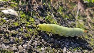 Gosenica metulja slakov veščec (Agrius convolvuli)
