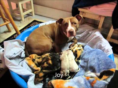 Fur Babies Rescue Needs Your Help