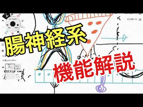 赤腸について詳しく解説