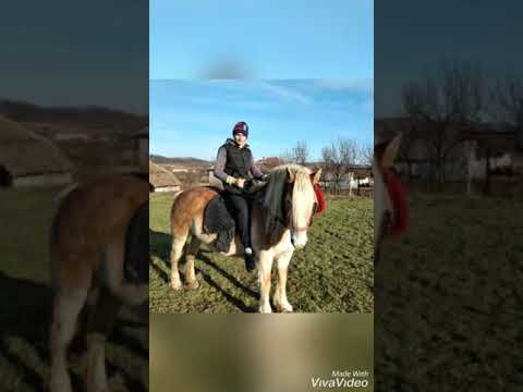 Caii lui Leontin de la Bogei judetul Bihor 🤠🐴🐴